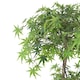 image 3 of 150cm Artificial Japanese Maple Tree | Green | 5ft