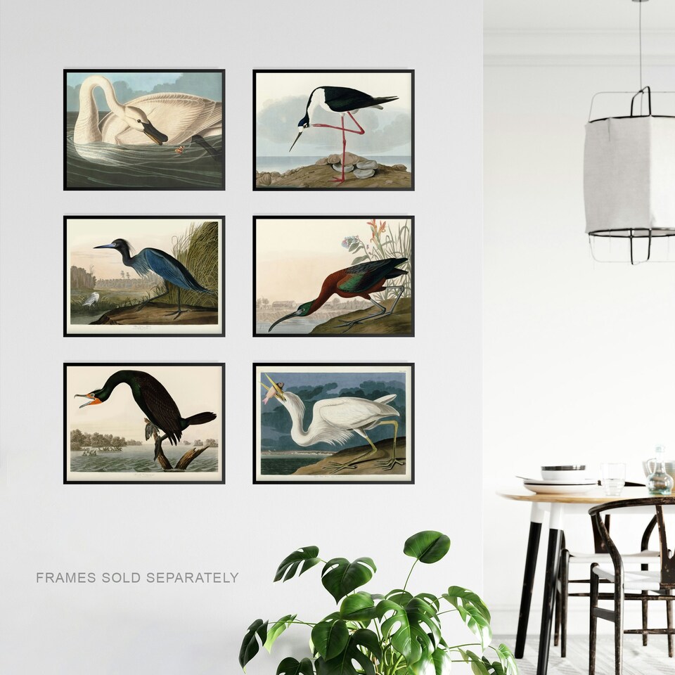 image 1 of Pack Of 6 Vintage Audubon Birds Heron Ibis Cormorant Animal Wall Art Prints 12X16 Inch