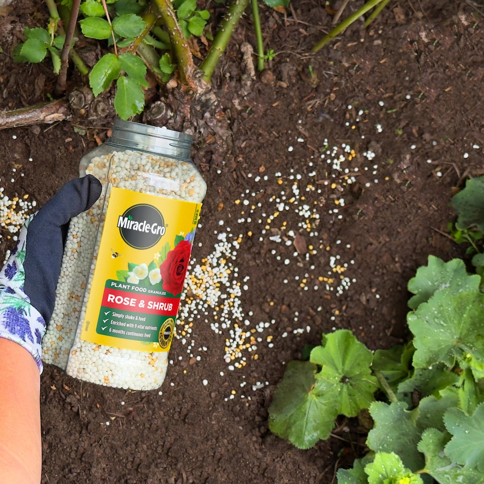 image 1 of Miracle-Gro Rose and Shrub Plant Food Granules 900g Slow Release Feed for Strong Healthy Flowering Plants 6 Month Feed