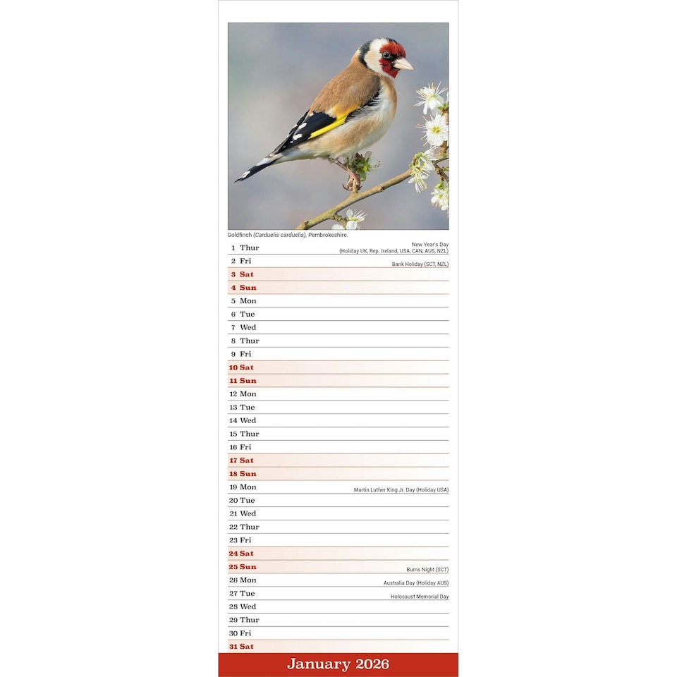 image 1 of British Wildlife 2026 Calendar | Slimline Wall Calendar | Animal & Wildlife Gift | Plastic Free Packaging | Avonside Publishing Ltd