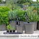 image 5 of Marshalls Garden Coriander Plant - 3 plug plants