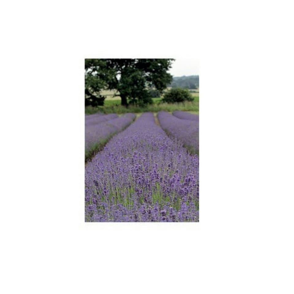 Kevin Milner Lavender Countryside Greetings Card - Lavender Purple/Green - One Size