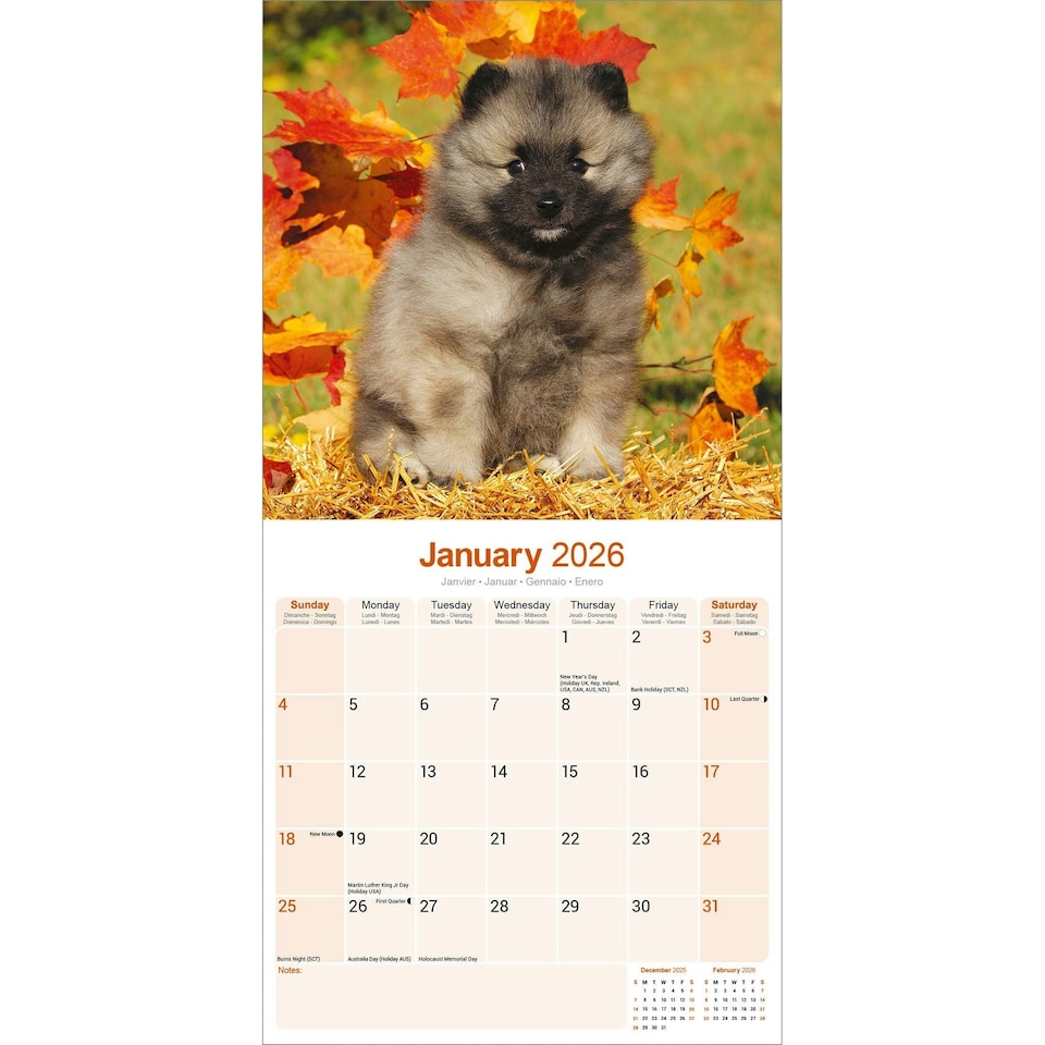 image 1 of Keeshond 2026 Calendar | Square Wall Calendar | Dog Breed Gift | Plastic Free Packaging | by Avonside Publishing