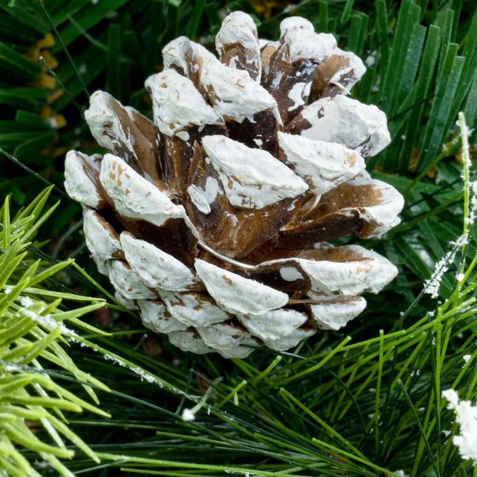 image 1 of Christmas Tree World  9ft/270cm Snowy Scots Pine Christmas Tree