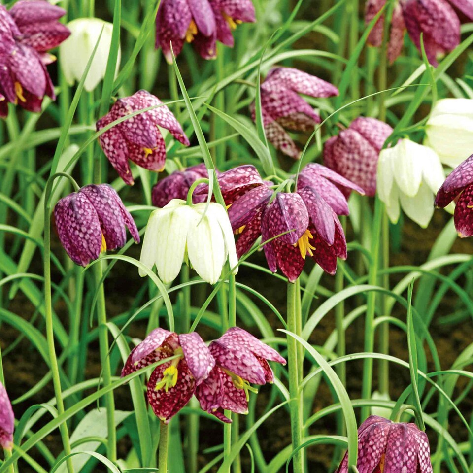 image 1 of Marshalls Garden Snake's Head Fritillary Bulbs (20 Pack)