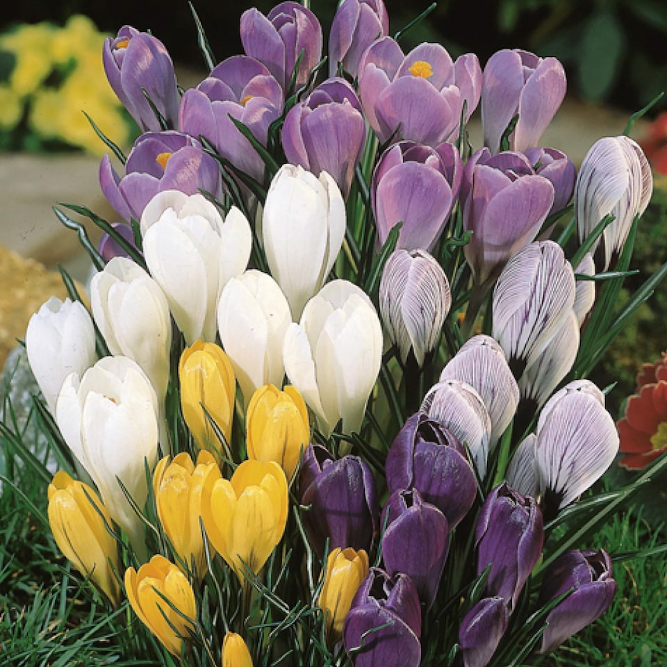 image 1 of YouGarden 300 Spring Flowering Bulb Mixed Pack, 300 Bulbs, 7 Varieties, Bulk Buy Collection, Ready for Autumn Planting