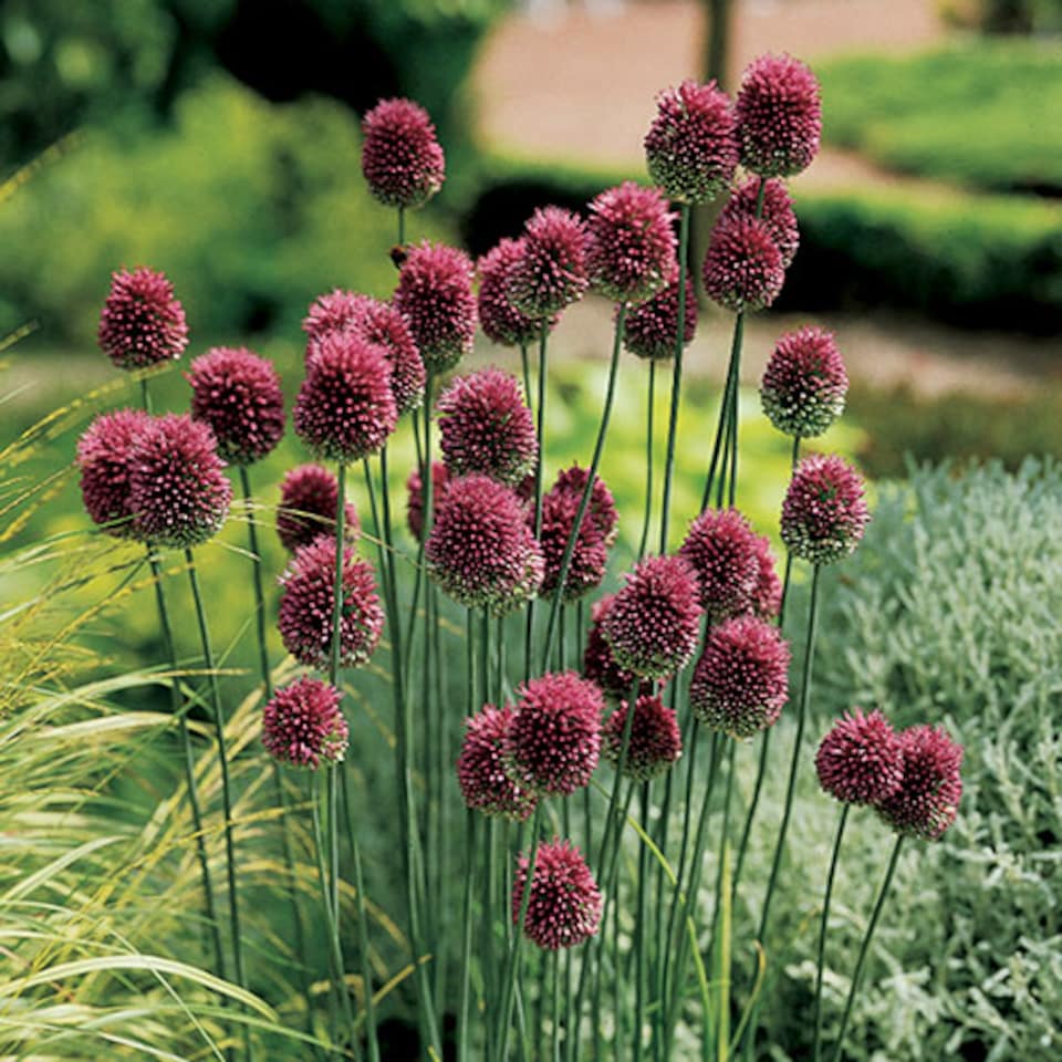 image 1 of You Garden - Spring Flowering Bulb Mixed Pack, 600 Bulbs, 7 Varieties, Bulk Buy Collection (600 Bulbs)