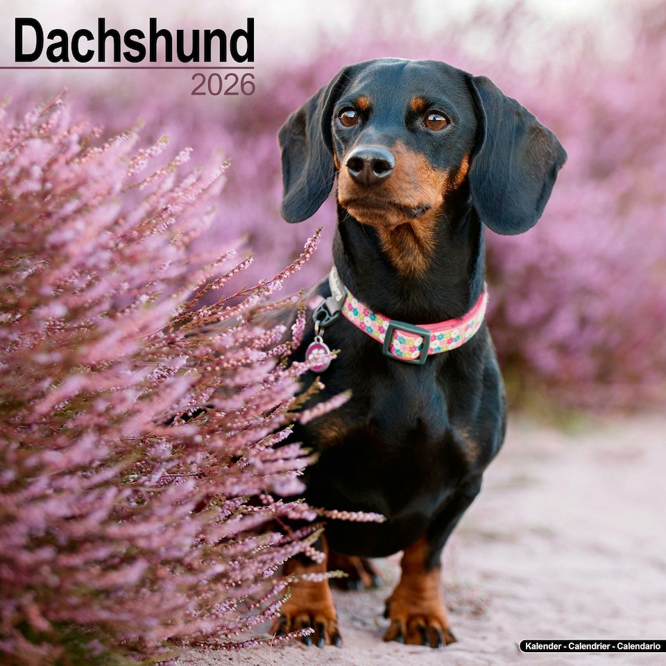 image 1 of Dachshund 2026 Calendar | Square Wall Calendar | Dog Breed Gift | Plastic Free Packaging | by Avonside Publishing
