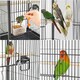 image 4 of Yaheetech 100.5 cm Tall Wrought Iron Bird Cage with Rolling Stand Black