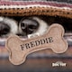 image 2 of History & Heraldry Pre-Personalised Squeaky Bone Dog Toy - Freddie