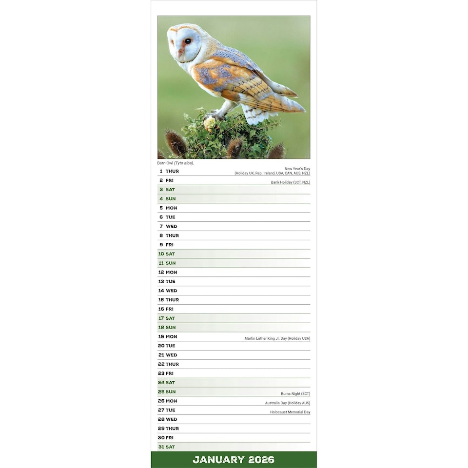 image 1 of Owls Slim 2026 Calendar | Slimline Wall Calendar | Bird Gift | Plastic Free Packaging | by Avonside Publishing [Calendar] Avonside Publishing Ltd