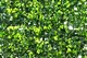 image 4 of Primrose Dark Buxus Artificial Hedge Garden Patio Panels 50cm x 50cm Set of 4