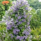 image 3 of Carbeth Plants 2 x Clematis Prince Charles in 9cm Pot - Summer Flowering Garden Ready Shrub