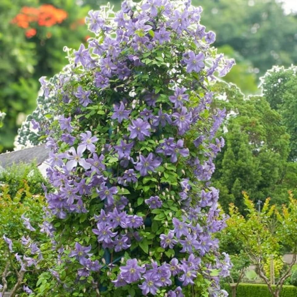 image 1 of Carbeth Plants 2 x Clematis Prince Charles in 9cm Pot - Summer Flowering Garden Ready Shrub
