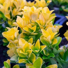 Euonymus Japonicus 'El Dorado' Compact Evergreen Shrub | Green | Yellow | 9cm Plants