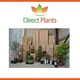 image 6 of The Prairie Style Border Selection Established in Large 3 Litre Pots By Direct Plants Pack of 18