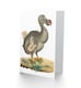 image 2 of Dodo Extinct Animal Bird Vintage Illustration Greetings Card