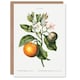 image 1 of Pierre-Joseph Redouté Art Card Bitter Orange Vintage Botanical
