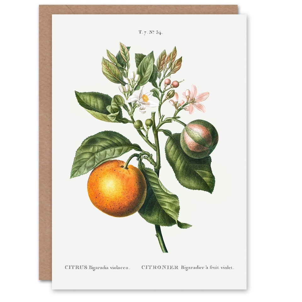 image 1 of Pierre-Joseph Redouté Art Card Bitter Orange Vintage Botanical