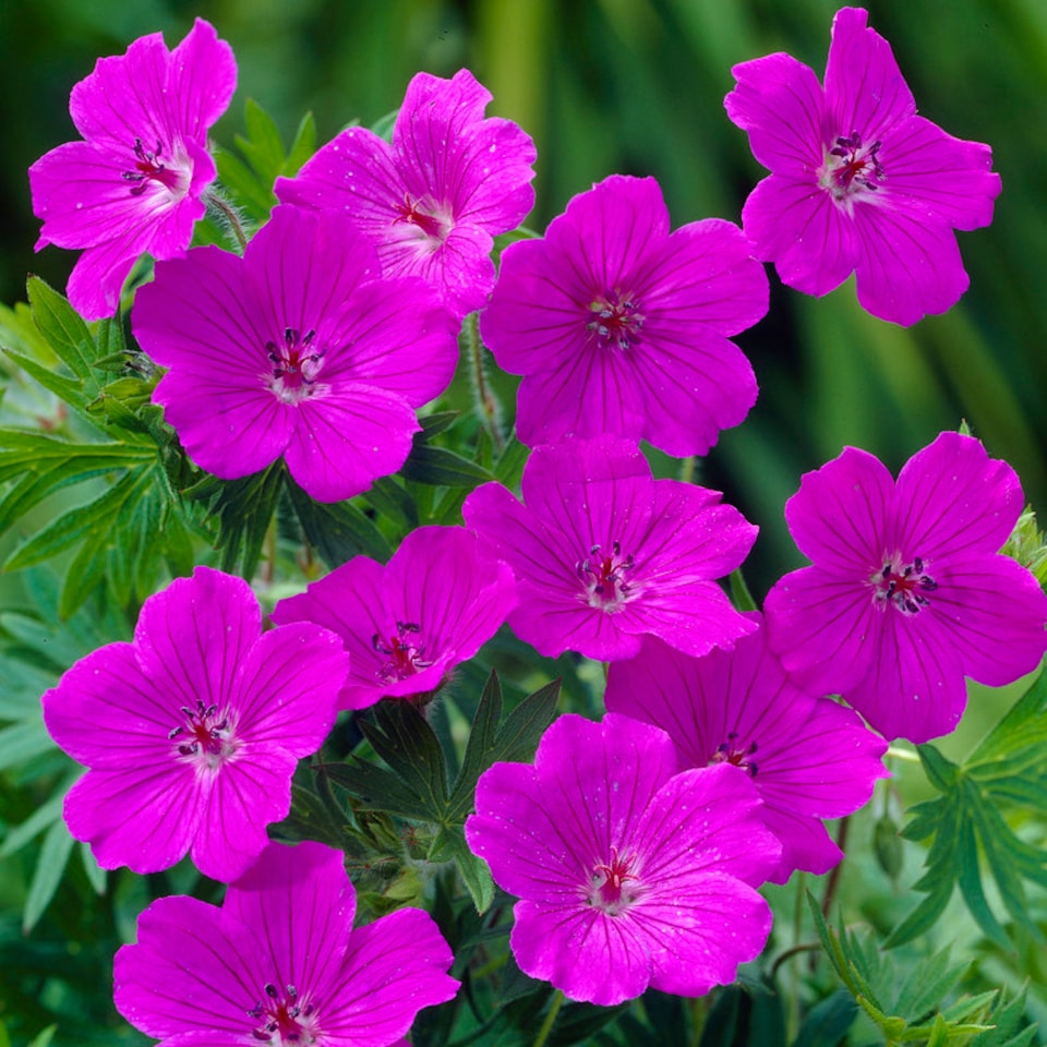 image 1 of Geranium 'Tiny Monster' in a 9cm Pot (Pack of 3)