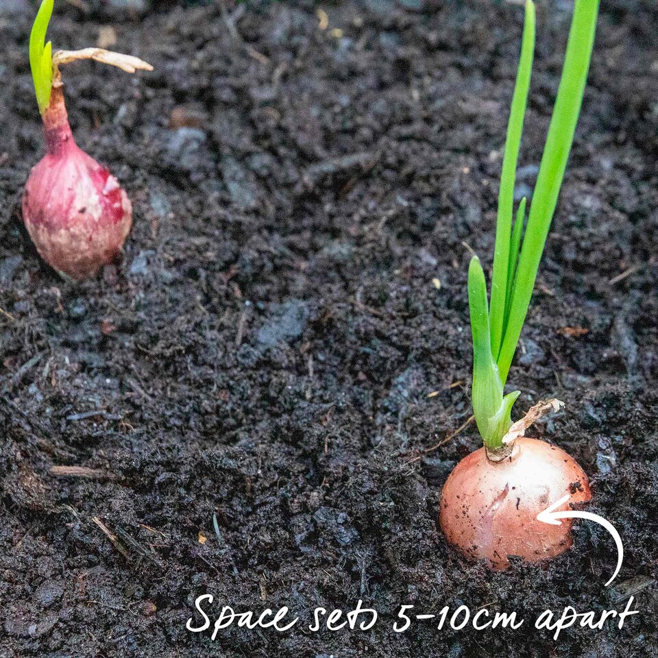 image 1 of Pre-Rooted Onions Autumn Red and White Mix - 12 Sets