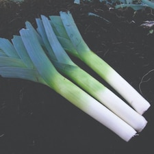 Leek Below-Zero F1 Hybrid Cold-Hardy Rust-Resistant Winter Harvest Vegetable Seeds 25pk