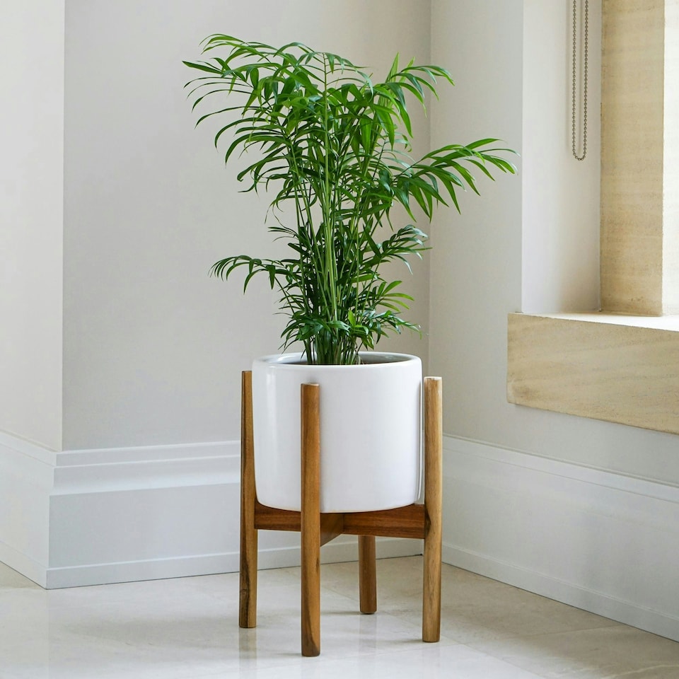image 1 of Anzio Stone Planter with Wooden Stand - Ceramic - L24 x W24 x H38.5 cm - White | White