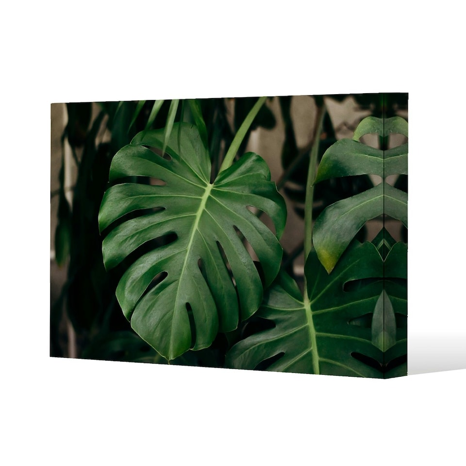 image 1 of Monstera Leaves in home interior (Canvas Print) 127 x 101 x 4cm