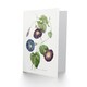 image 2 of Pierre-Joseph Redouté Art Card Morning Glory Vintage Floral