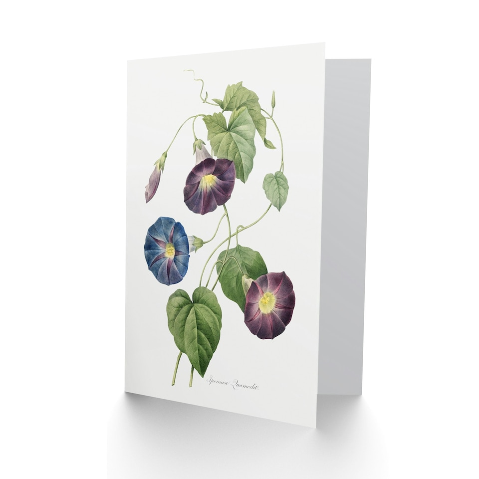 image 1 of Pierre-Joseph Redouté Art Card Morning Glory Vintage Floral