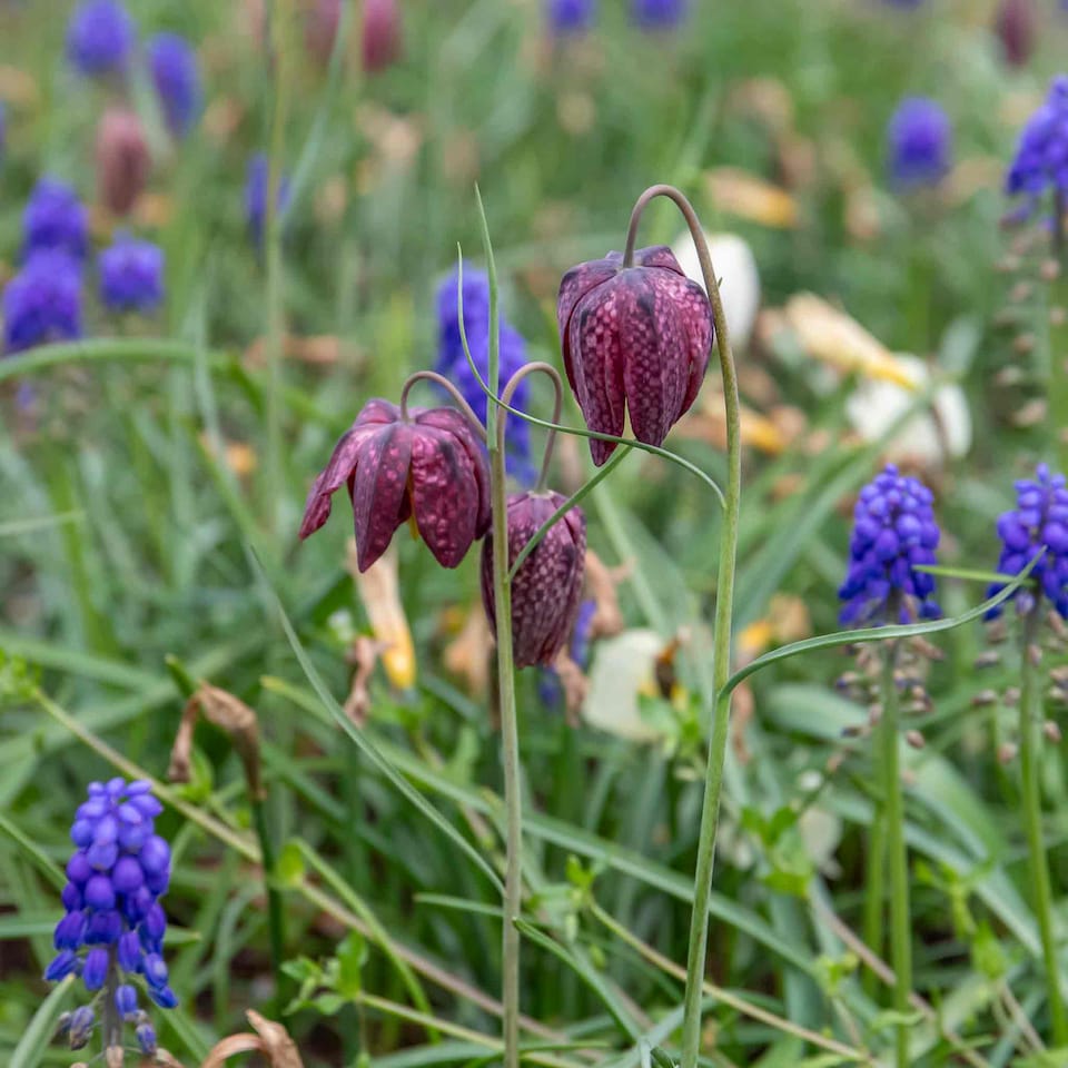 image 1 of Marshalls Garden Snake's Head Fritillary Bulbs (20 Pack)