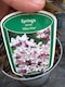 image 2 of 2 Mixed Extra Large Syringa Dwarf Lilac Shrubs in 3 Litre Pots By Direct Plants