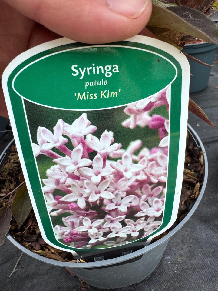 image 1 of 2 Mixed Extra Large Syringa Dwarf Lilac Shrubs in 3 Litre Pots By Direct Plants