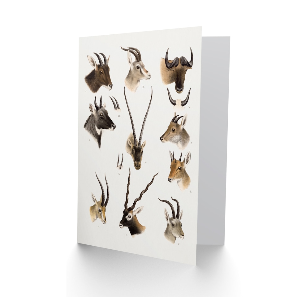 image 1 of Richard Lydekker Art Card Bovidae Animals Vintage Illustration