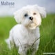image 1 of Maltese 2026 Calendar | Square Wall Calendar | Dog Breed Gift | Plastic Free Packaging | by Avonside Publishing