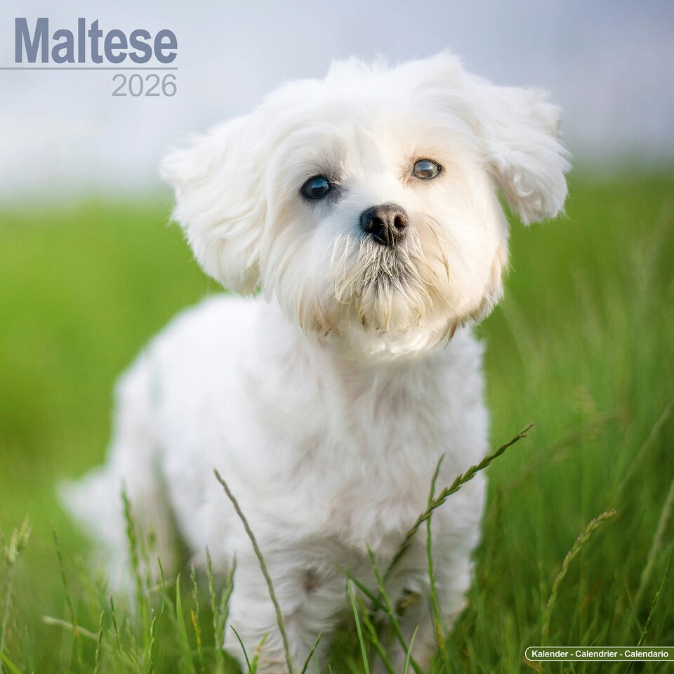 image 1 of Maltese 2026 Calendar | Square Wall Calendar | Dog Breed Gift | Plastic Free Packaging | by Avonside Publishing