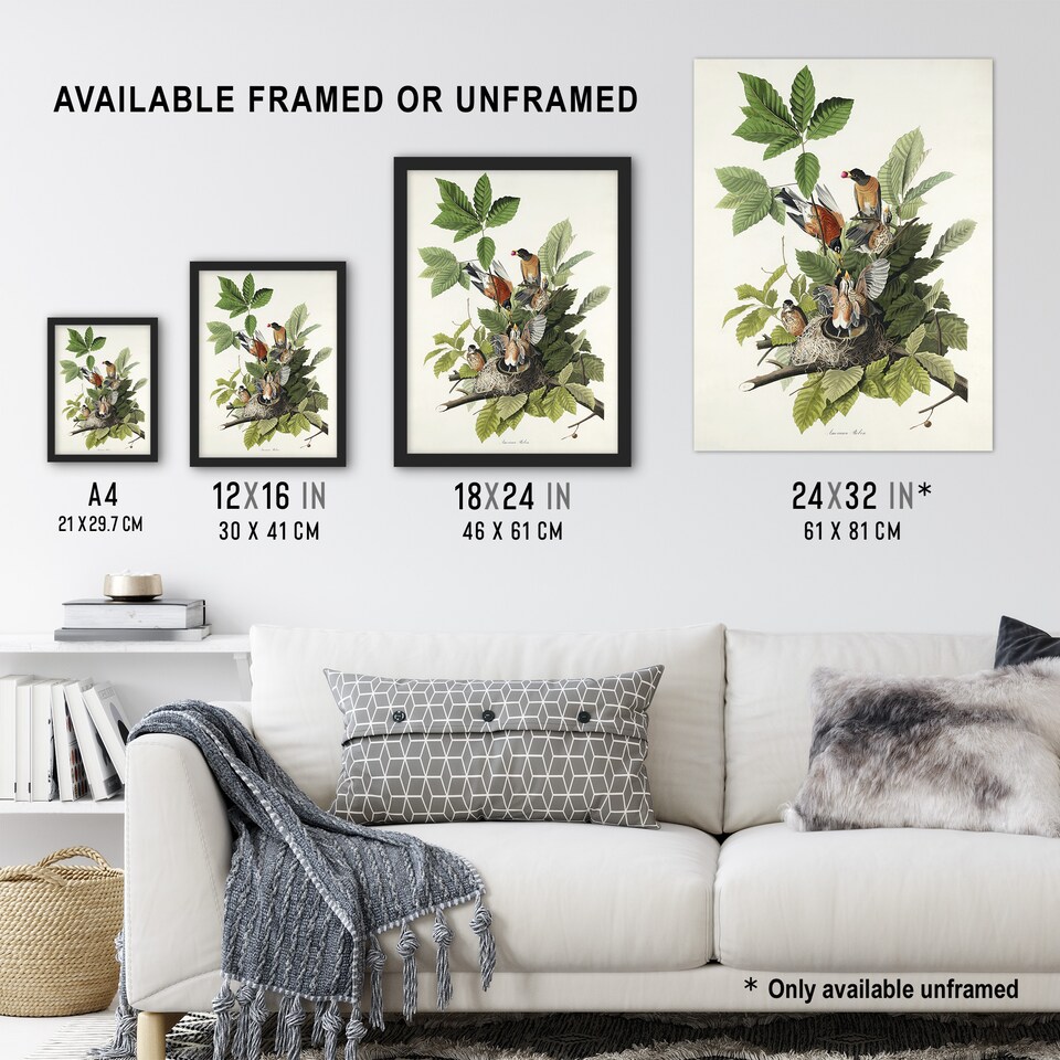 image 1 of American Robin Birds Nest Audubon Nature Huge Wall Art Print 18X24 In