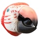 image 1 of Wild Thingz Red Macaw Hand Puppet