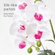 image 3 of Homescapes White Orchid 52 cm Phalaenopsis in Cement Pot Extra Large, 5 Stems