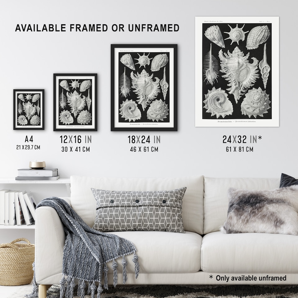 image 1 of Sea Snail Shells Vintage Haeckel Botanical Framed Wall Art Print 12X16"