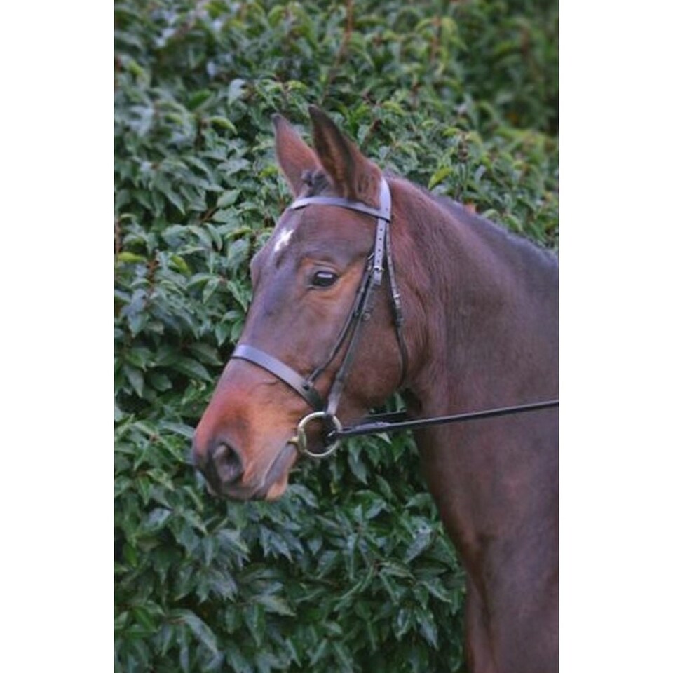 image 1 of Hy Hunter Leather Bridle with Rubber Grip Reins - Brown - Cob