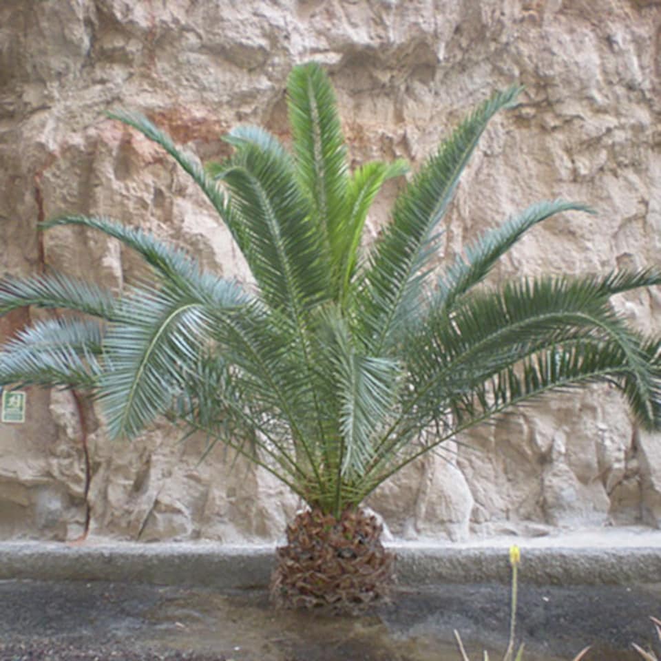 image 1 of YouGarden Phoenix Palm Tree, Established 55-75cm Tall Tree in a 14cm Pot