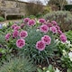 image 6 of Set of 3 or 6 Large Plants Pink Purple Carnation Ready to Plant in Your Garden 10.5 cm