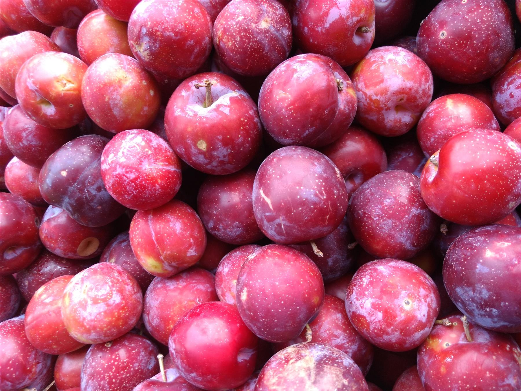 Direct Plants Dwarf Patio Miniature Victoria Plum Fruit Tree 3-4ft Supplied in a 5 Litre Pot in Green