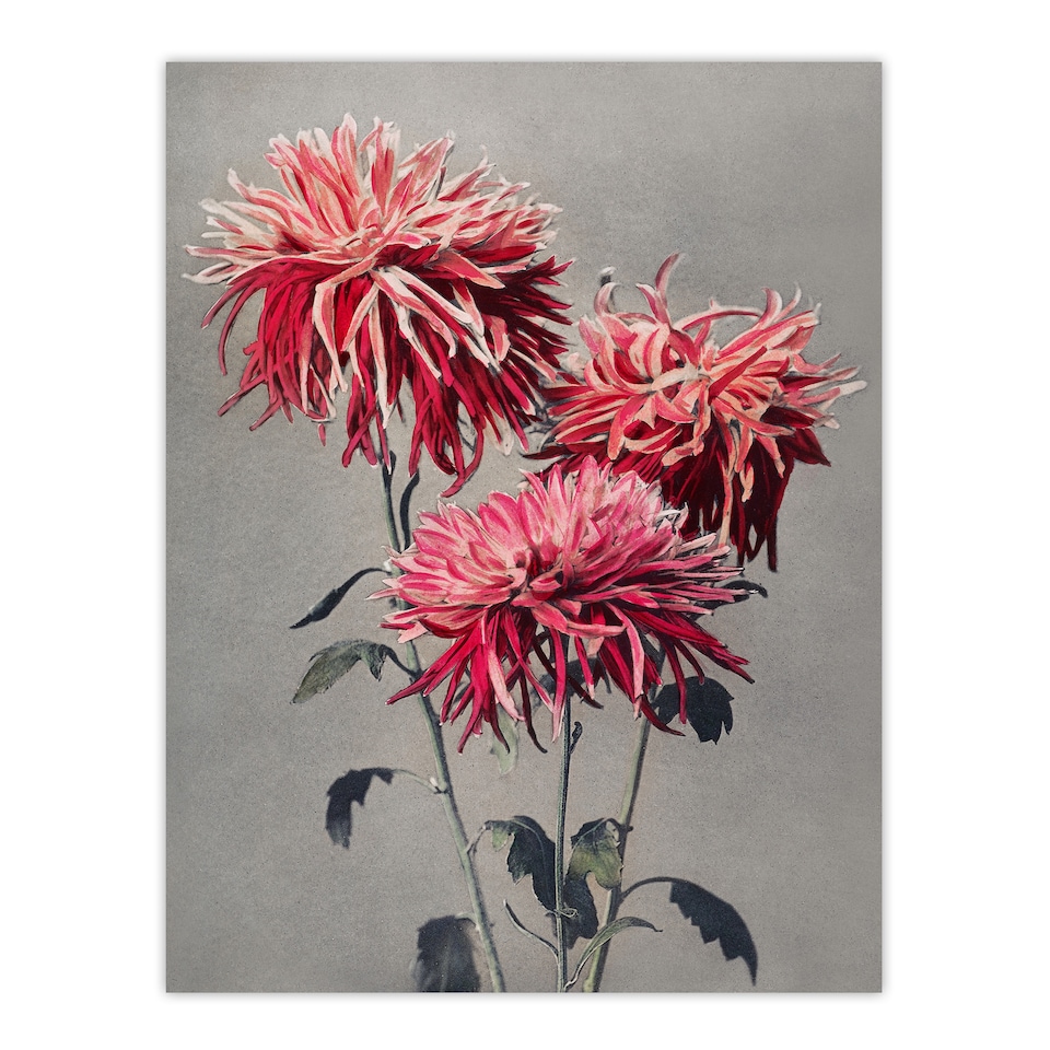 image 1 of Pink Chrysanthemum Flowers Vintage Japan Wall Art Print Kazumasa 12x16"