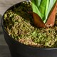image 8 of Outsunny 110cm3.6FT Artificial Dracaena Tree Decorative Plant 40 Leaves with Nursery Pot, Fake Tropical Tree for Indoor Decor