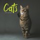 image 1 of Cats Wiro Wall Calendar 2026