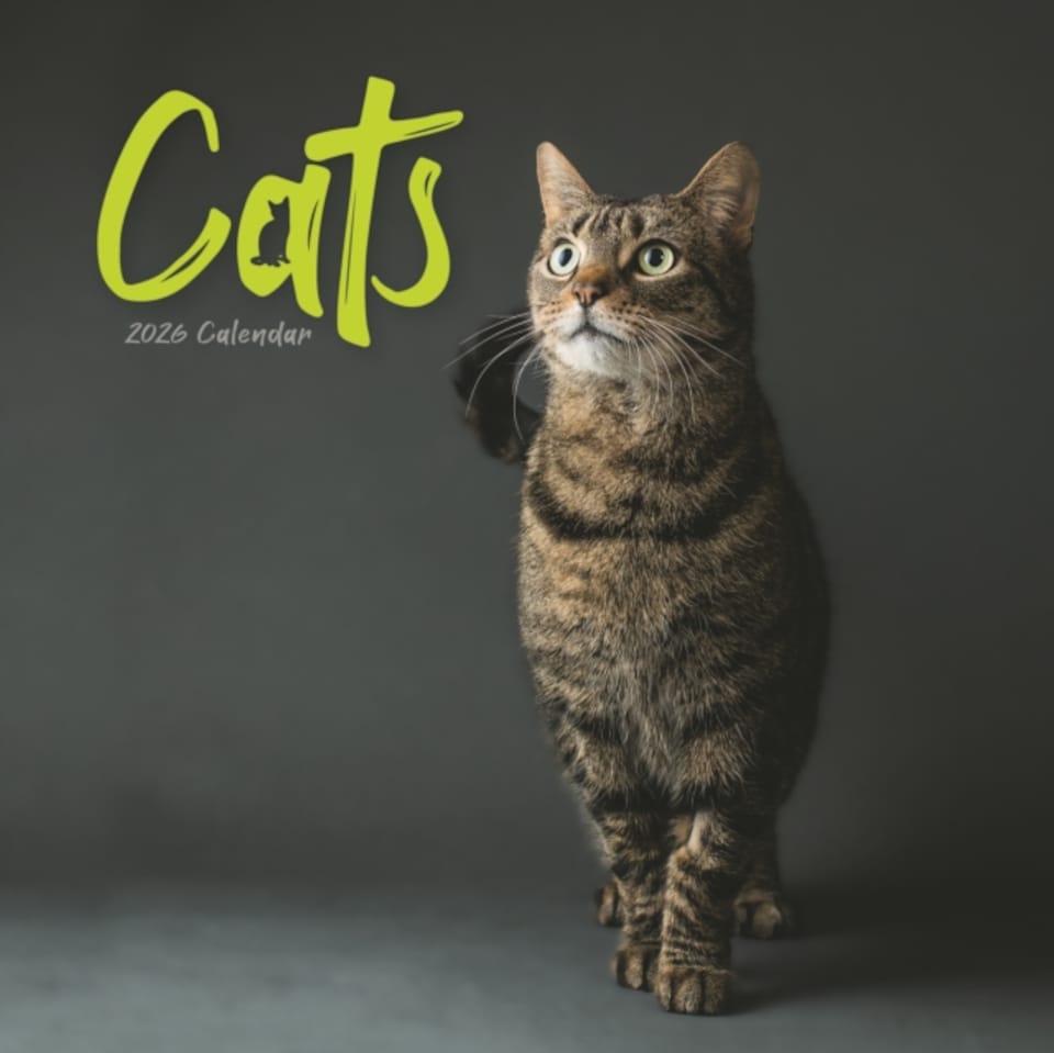 image 1 of Cats Wiro Wall Calendar 2026