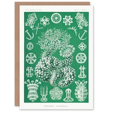 Ernst Haeckel Adolf Giltsch Art Card Thuroidea Sea Cucumber
