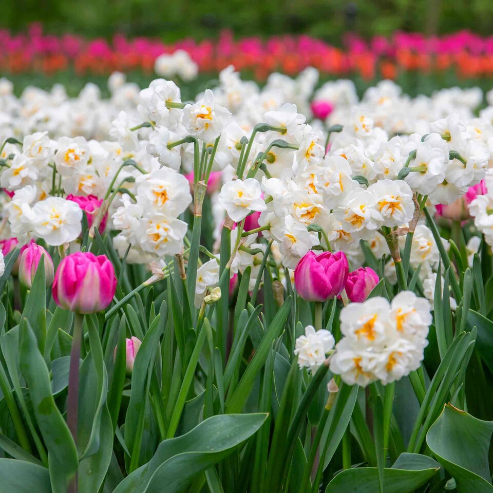 image 1 of Marshalls Garden Daffodil Bulbs 'Bridal Crown' 10 Bulbs